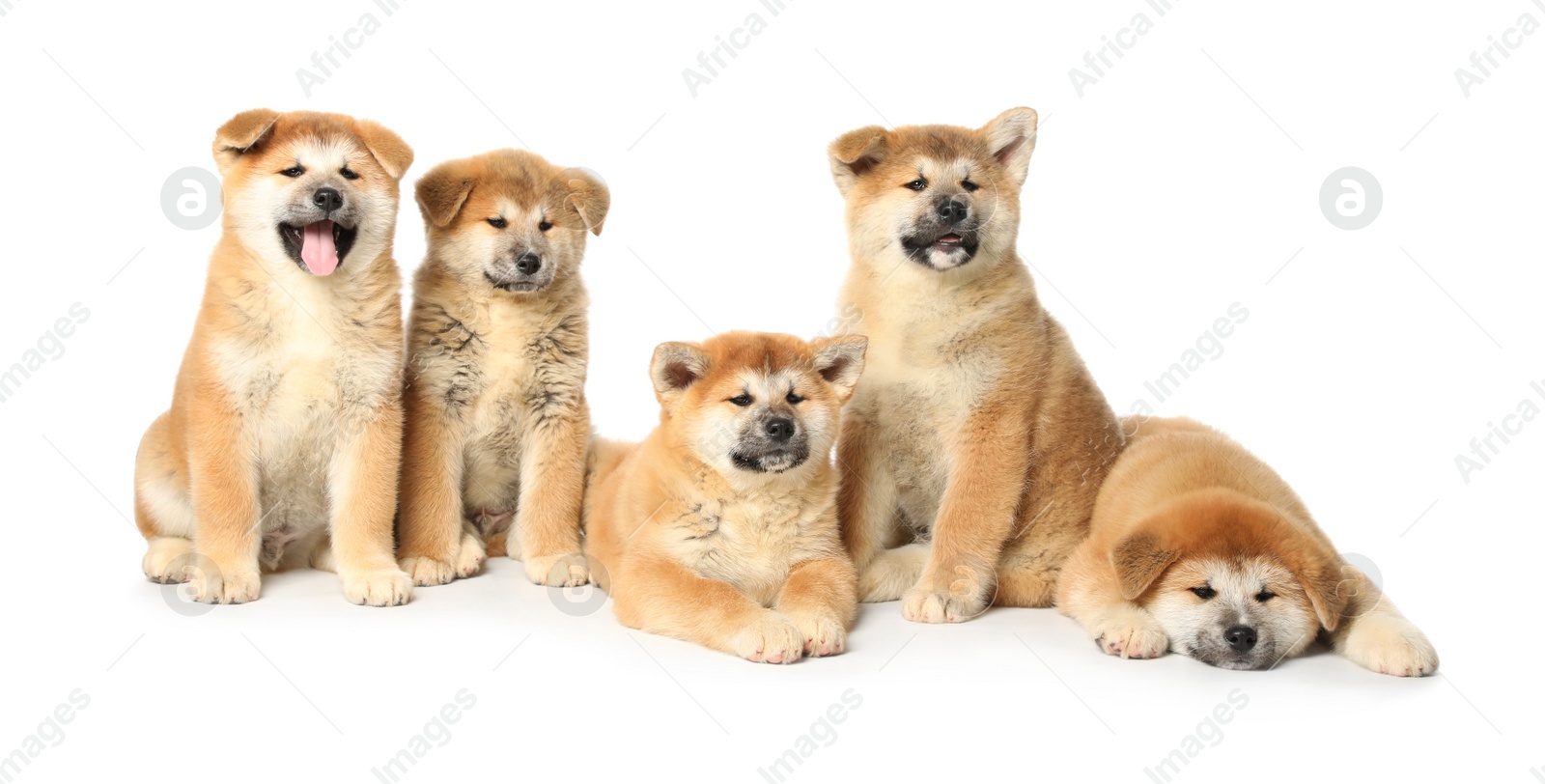 Photo of Cute Akita Inu puppies on white background. Baby animals