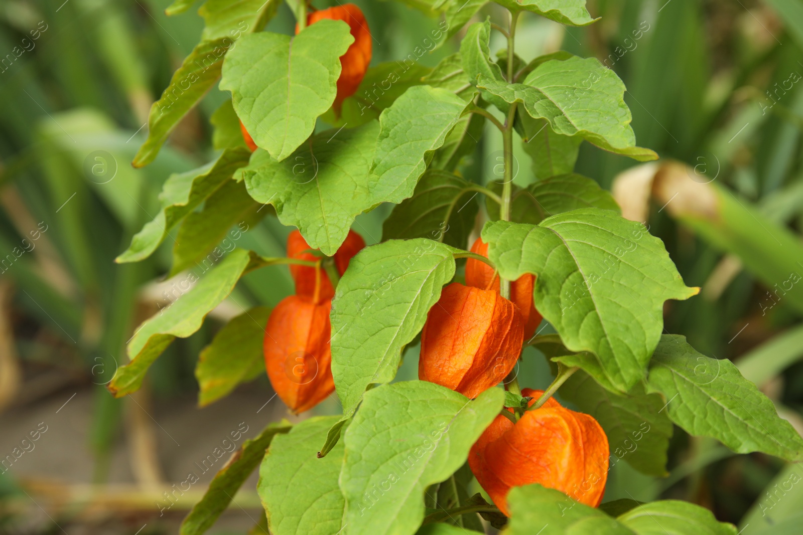 Photo of Bright ripe physalis sepals on bush, closeup