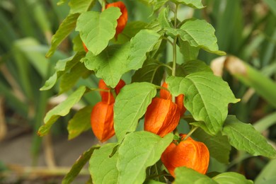 Bright ripe physalis sepals on bush, closeup