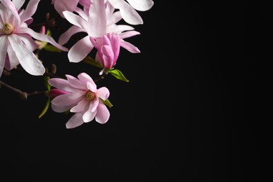 Photo of Magnolia tree branches with beautiful flowers on black background, closeup. Space for text