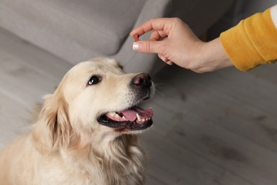 Woman giving bone shaped pill to cute dog at home, closeup. Vitamins for animal