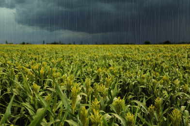 Heavy rain over green corn plants in field on grey day