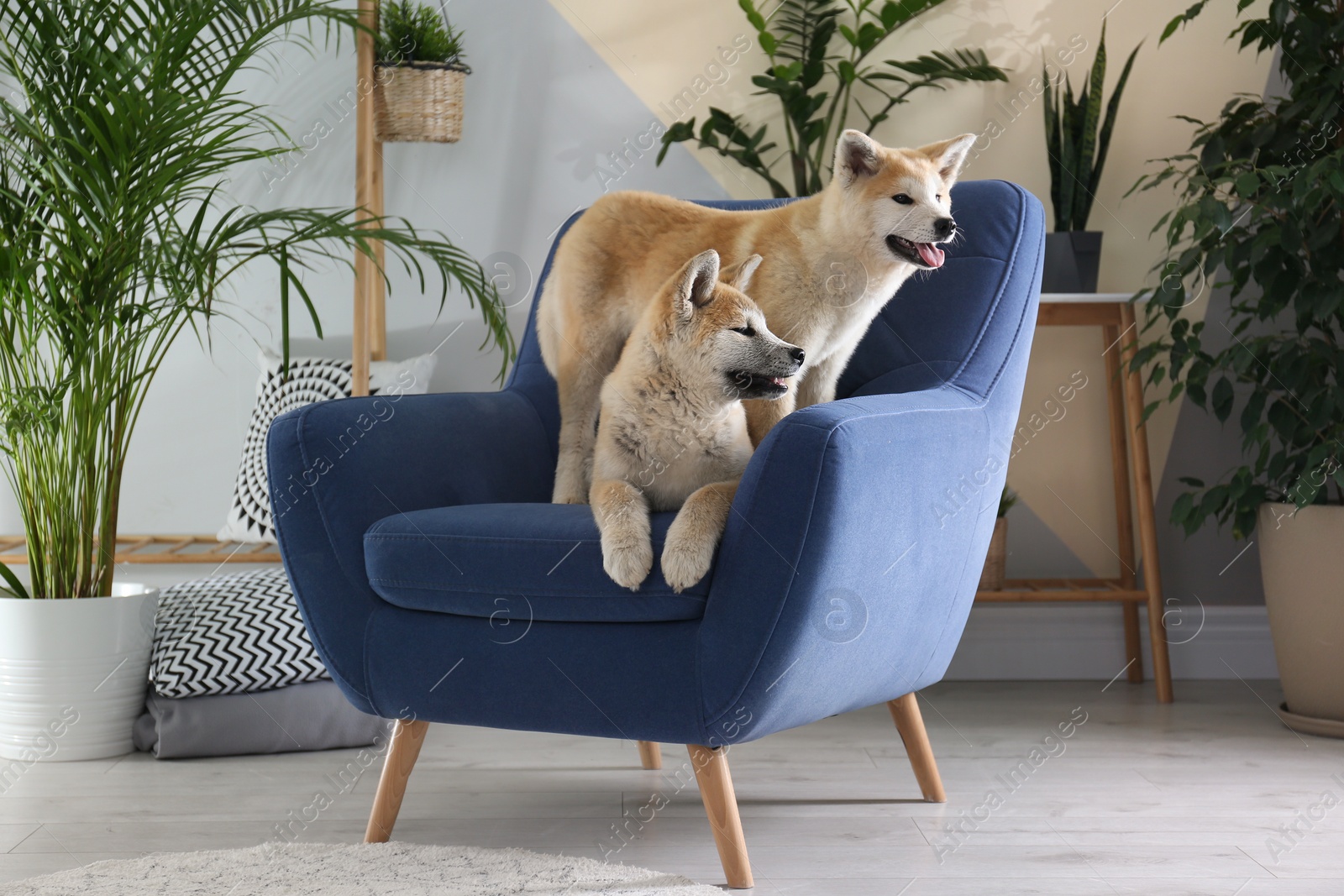 Photo of Cute Akita Inu dogs on armchair in room with houseplants