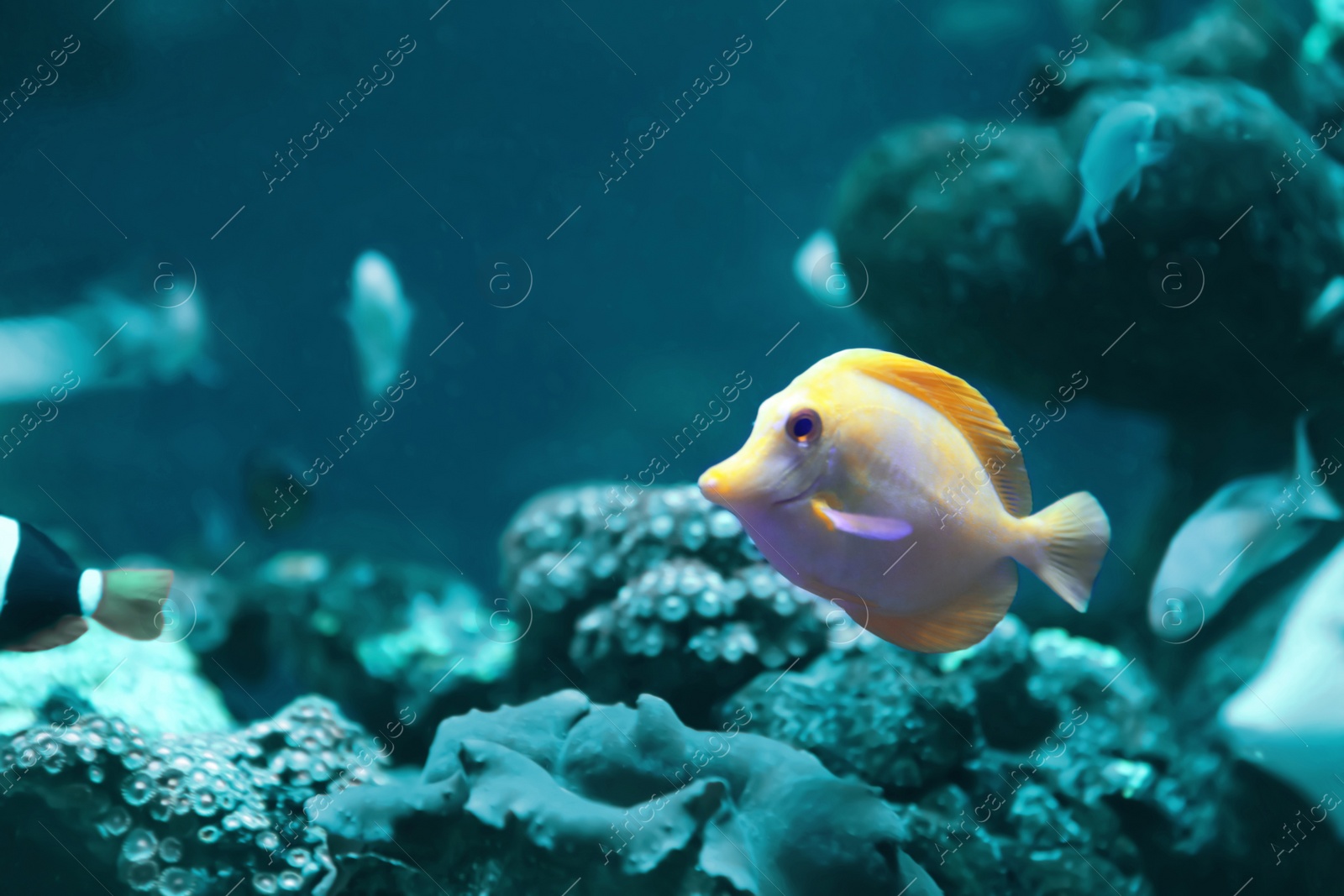 Image of Beautiful yellow tang fish in clear aquarium water. Bleached coral - color of the year 2020