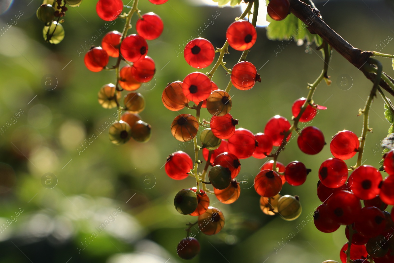 Photo of Closeup view of red currant bush with ripening berries outdoors on sunny day