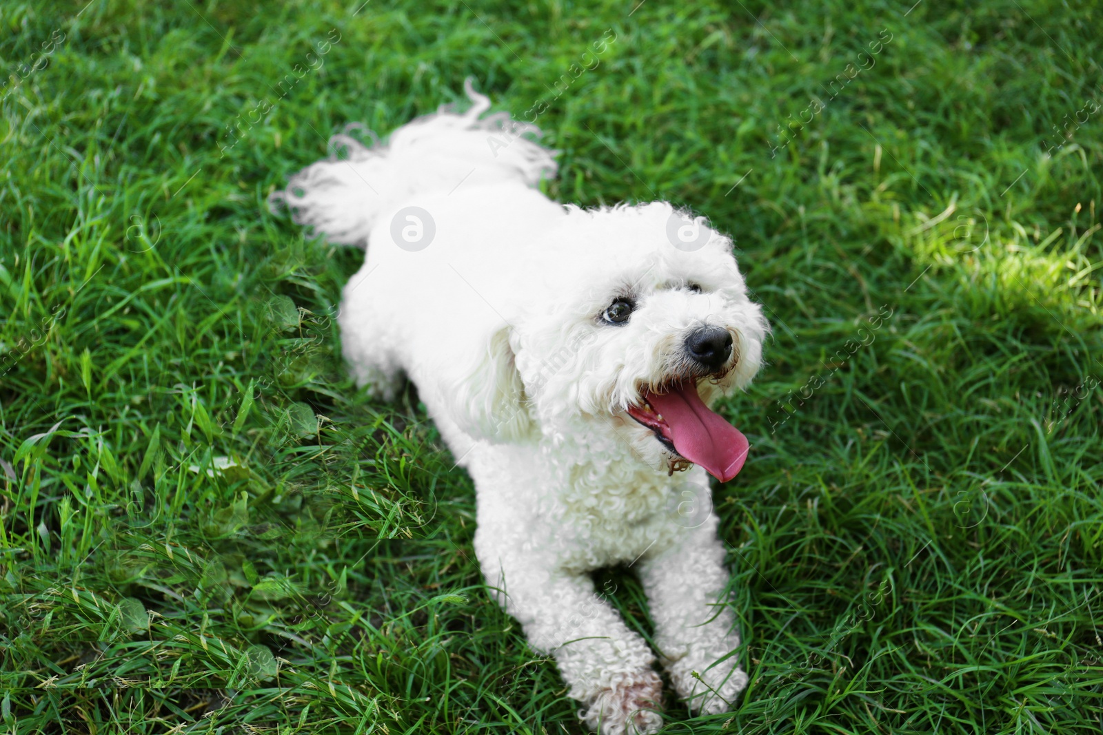 Photo of Cute fluffy Bichon Frise dog on green grass in park