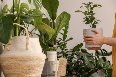 Photo of Woman with beautiful green houseplant indoors, closeup
