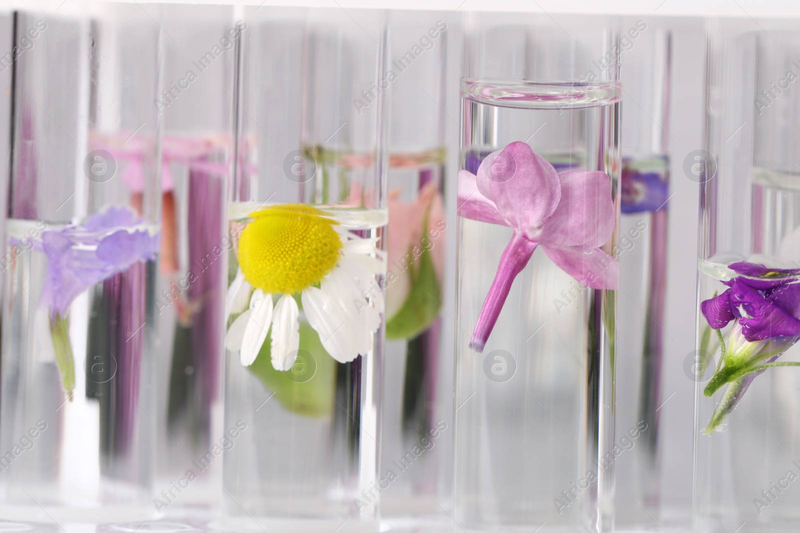 Photo of Test tubes with different flowers, closeup. Essential oil extraction