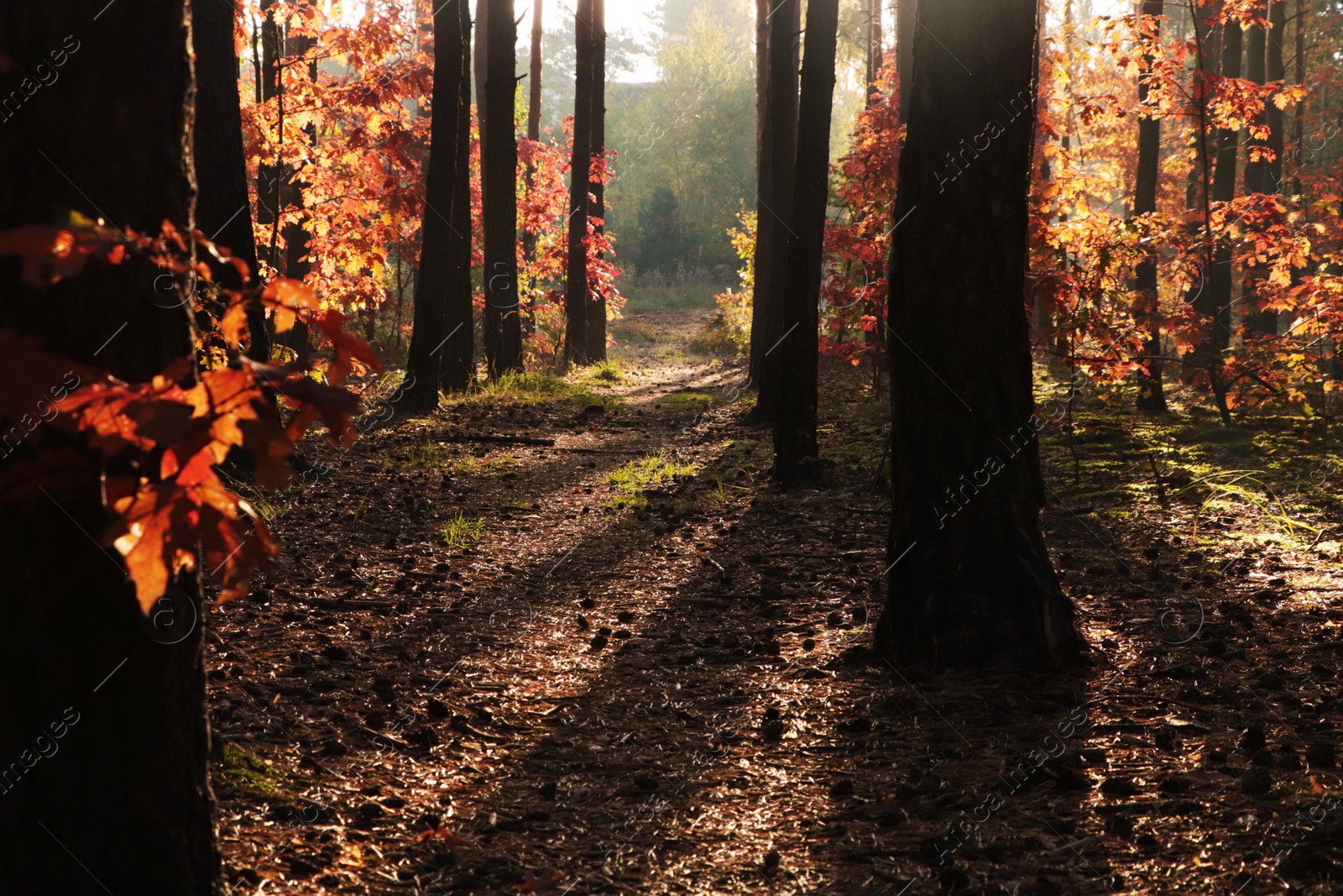 Photo of Picturesque view of forest with trees on sunny day. Autumn season