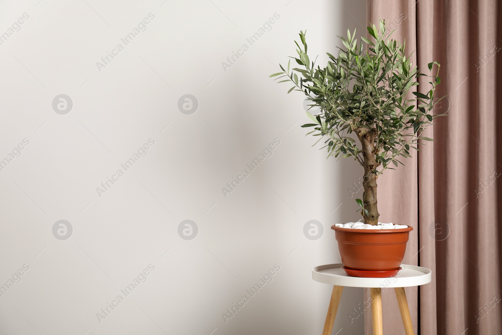 Photo of Beautiful potted olive tree on stool indoors, space for text