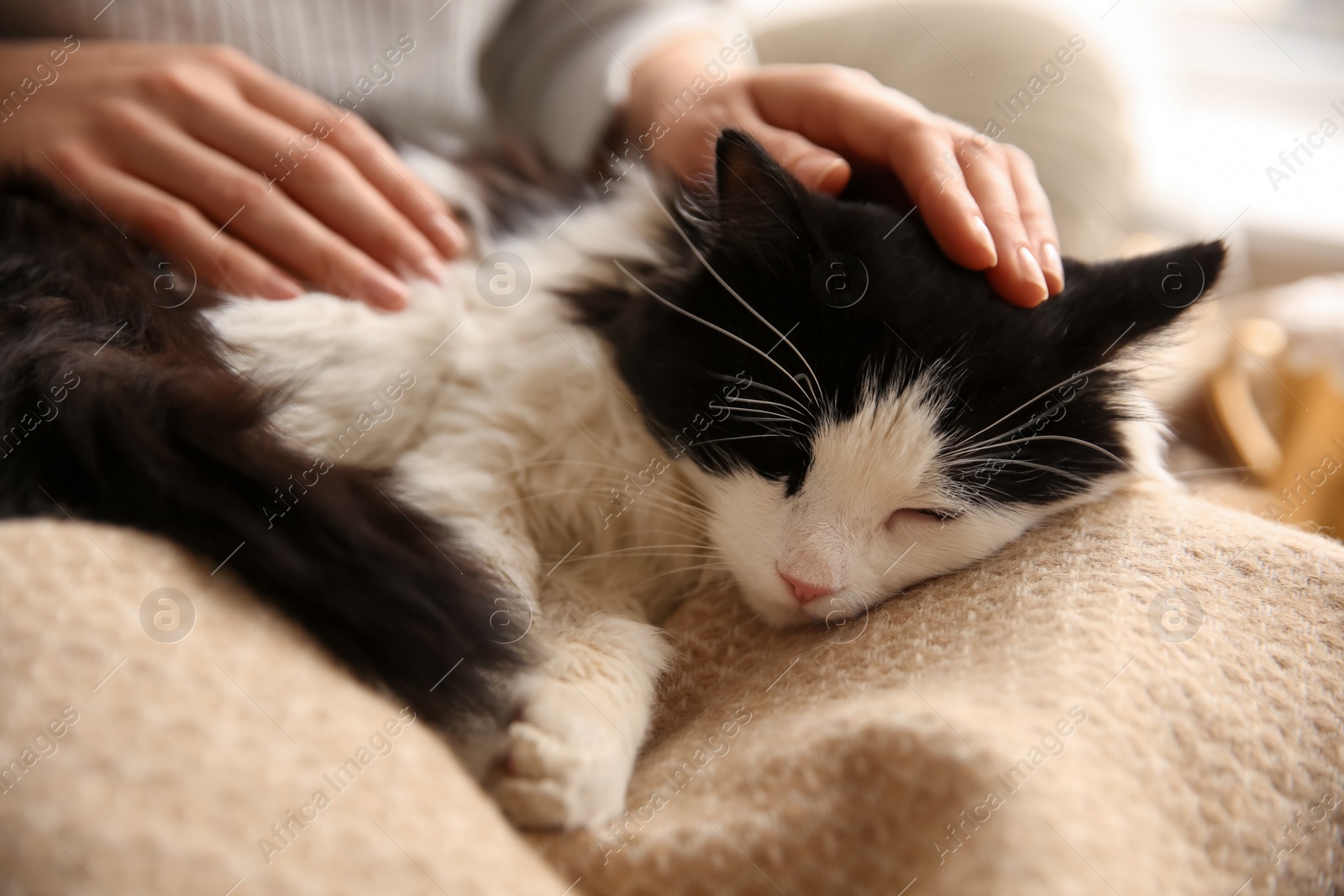 Photo of Woman stroking adorable cat lying on blanket in room, closeup