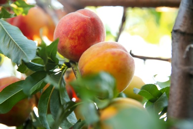 Ripe peaches on tree branch in garden, closeup