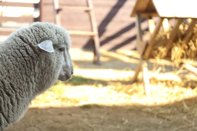 Cute funny sheep on farm, closeup. Animal husbandry