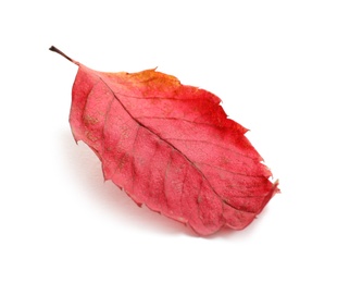 Beautiful autumn leaf on white background. Fall foliage