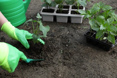 Photo of Woman wearing gardening gloves planting seedling in ground outdoors, closeup