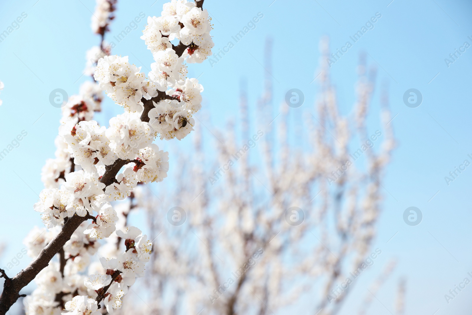 Photo of Beautiful apricot tree branches with tiny tender flowers against blue sky, space for text. Awesome spring blossom