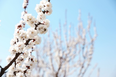 Photo of Beautiful apricot tree branches with tiny tender flowers against blue sky, space for text. Awesome spring blossom