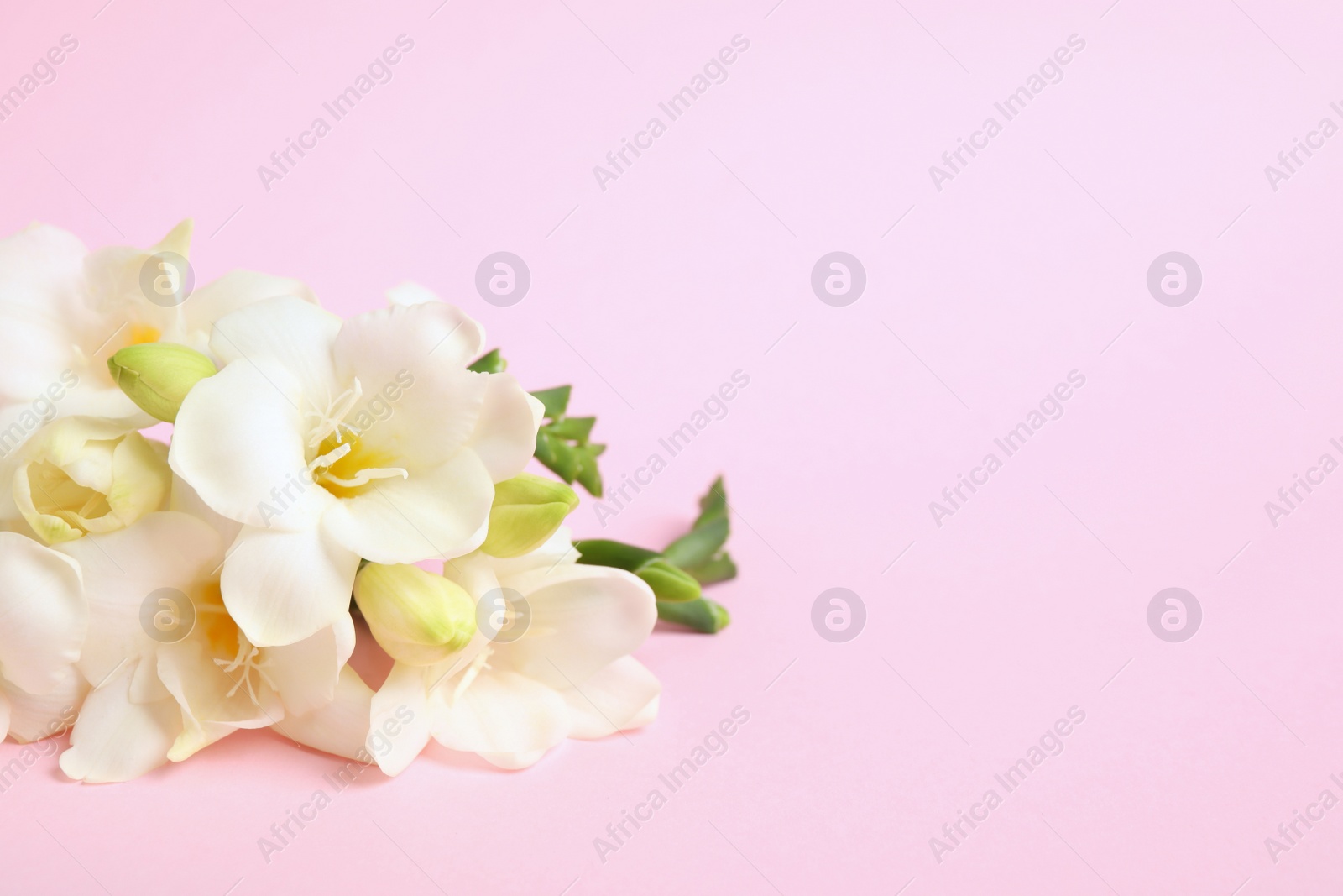 Photo of Beautiful freesia flowers on light pink background. Space for text