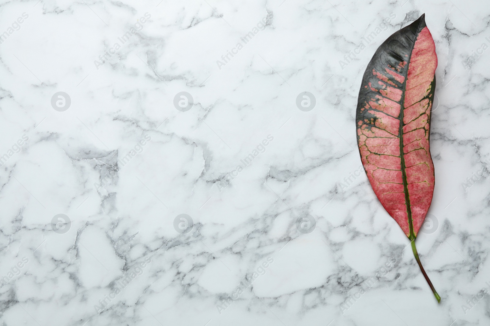 Photo of Leaf of tropical codiaeum plant on marble background, top view with space for text