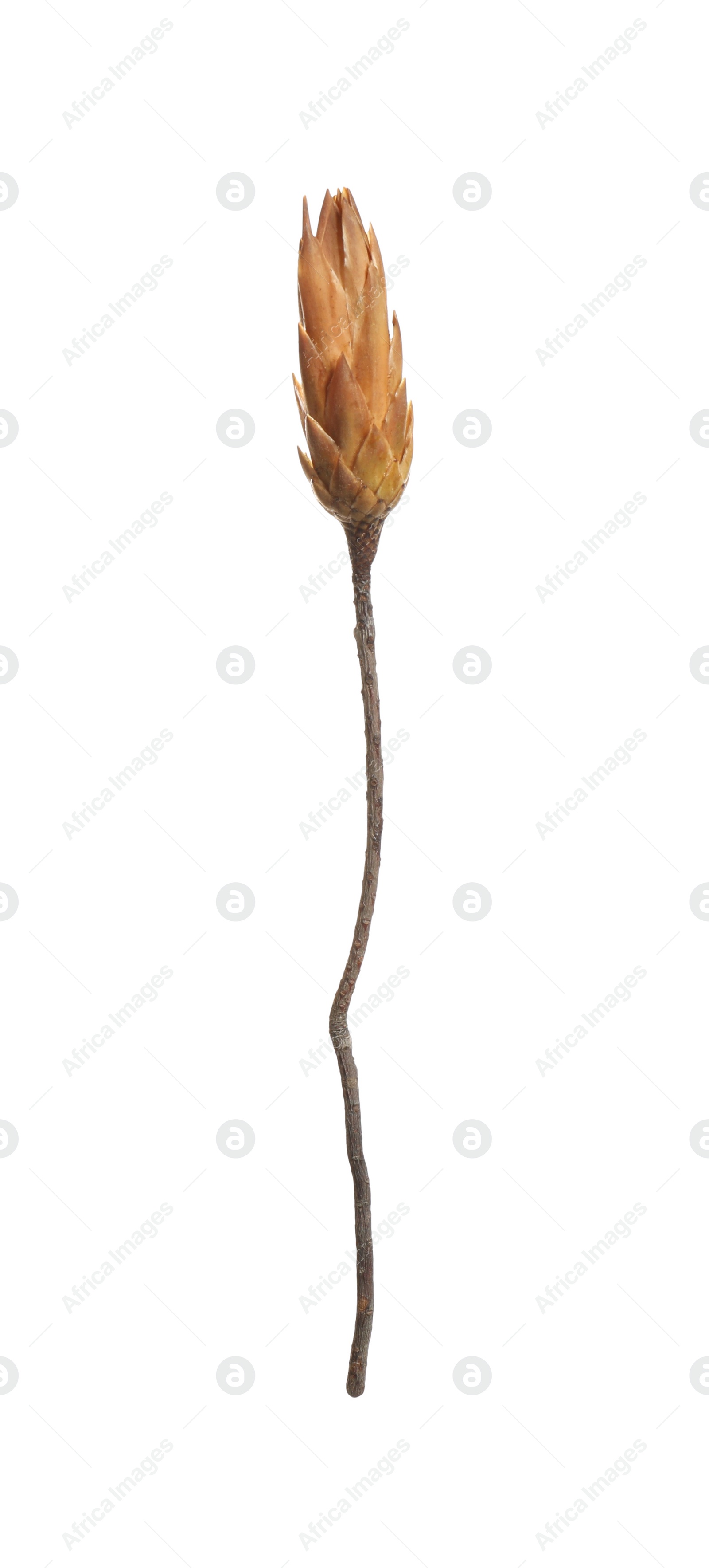 Photo of Beautiful dry protea flower bud isolated on white