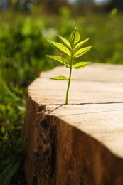 Young seedling growing out of tree stump outdoors, closeup. New life concept