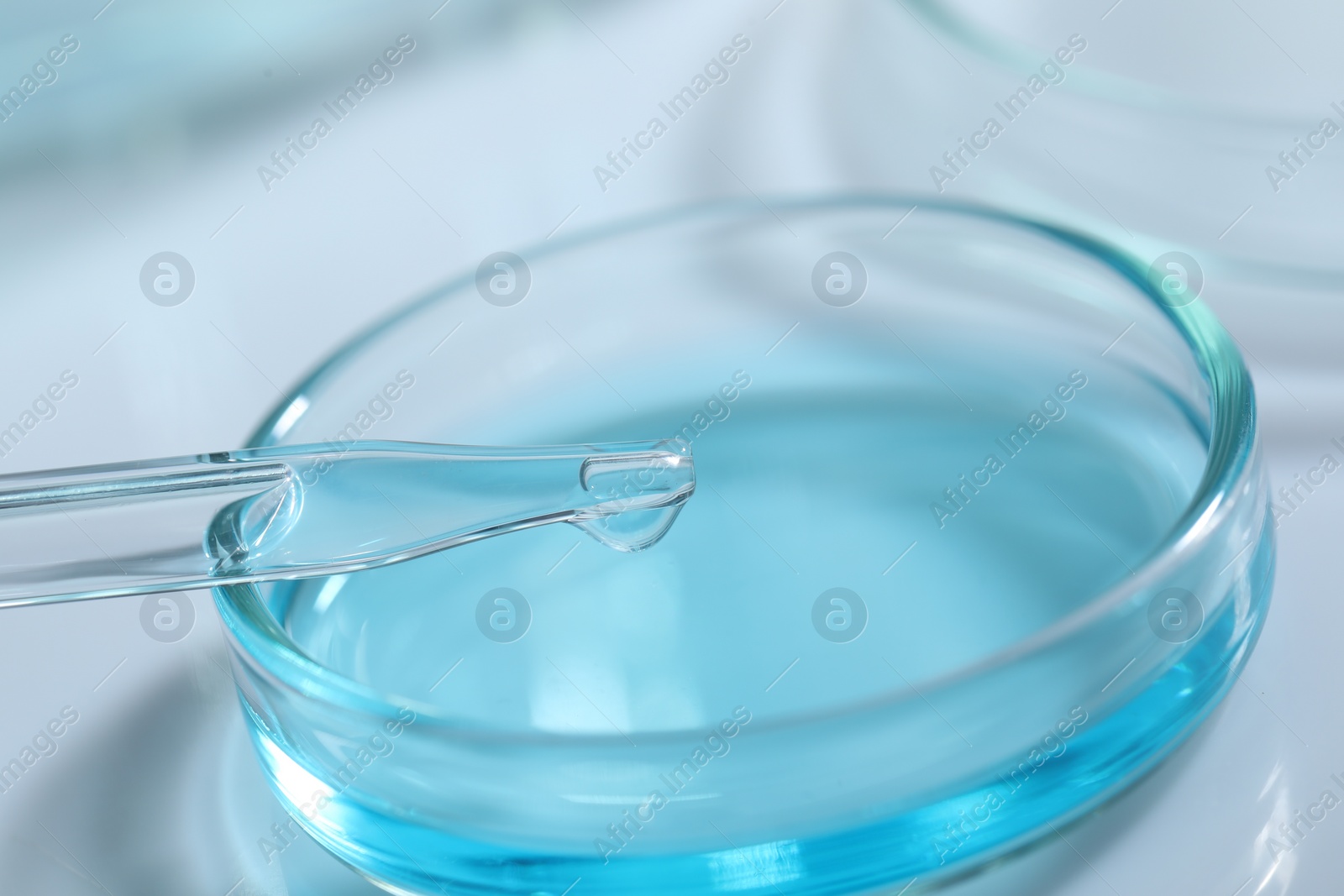 Photo of Dripping liquid from pipette into petri dish at white table, closeup