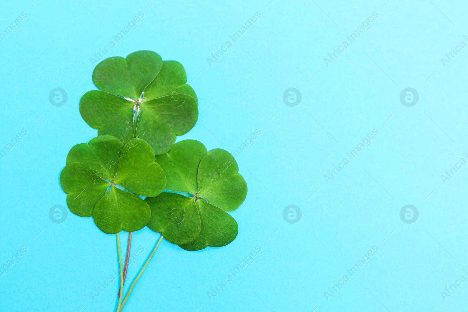 Photo of Beautiful green four leaves clover on light blue background, top view. Space for text