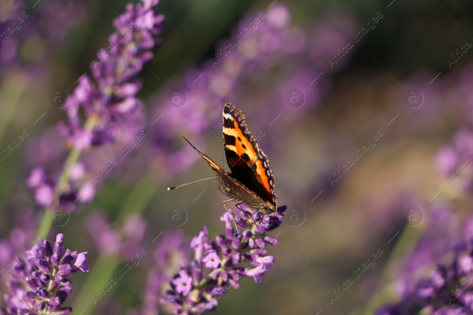 Photo of Closeup view of beautiful lavender with butterfly in field on sunny day