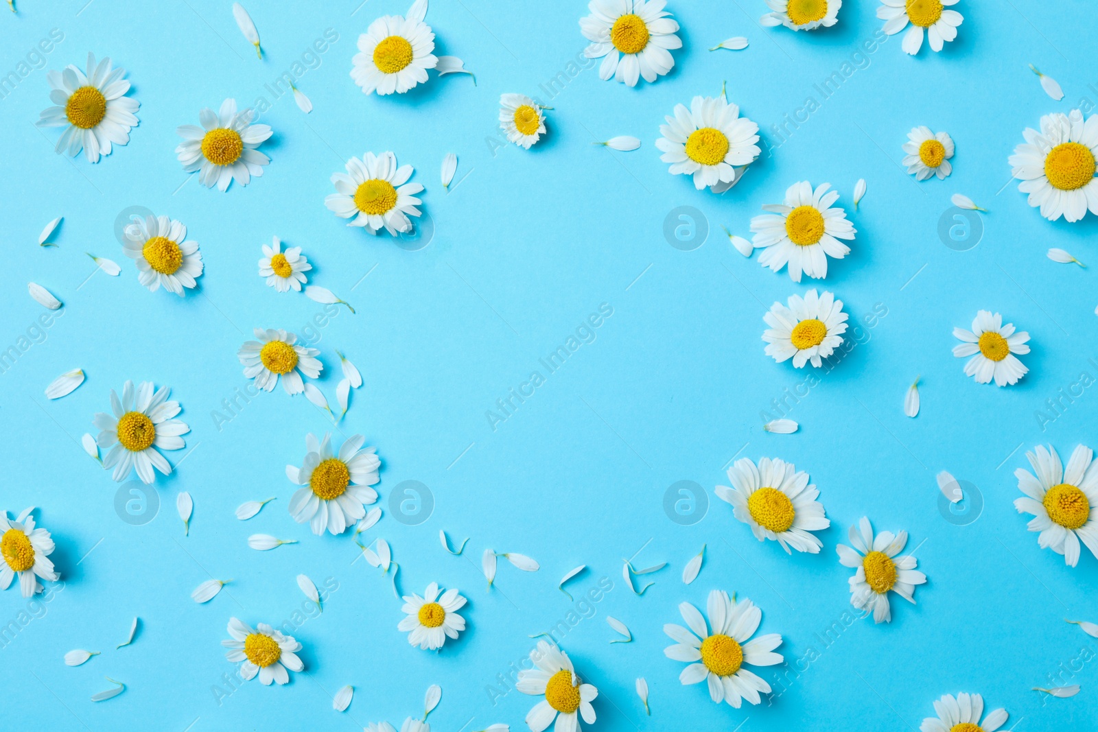 Photo of Flat lay composition with fresh chamomiles on light blue background. Space for text