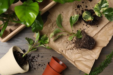 Exotic house plants with soil on wooden table, flat lay