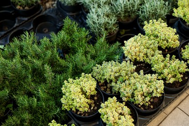 Many different potted herbs on trays, above view