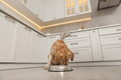 Cute Labrador Retriever eating in stylish kitchen, low angle view