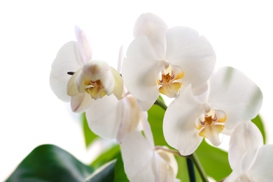 Photo of Beautiful white orchid flowers on white background. Tropical plant