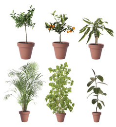 Set of different houseplants in flower pots on white background