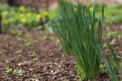 Photo of Daffodil plants growing in garden, space for text. Spring flowers