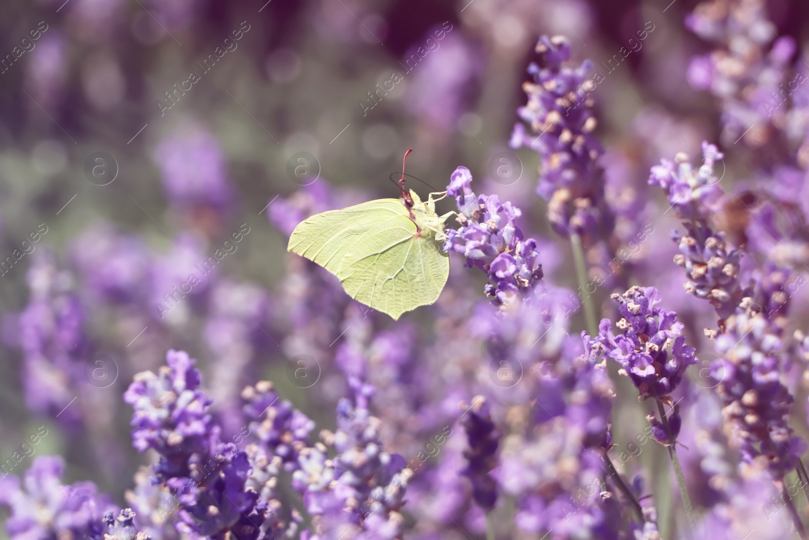 Photo of Beautiful butterfly in lavender field on sunny day, closeup