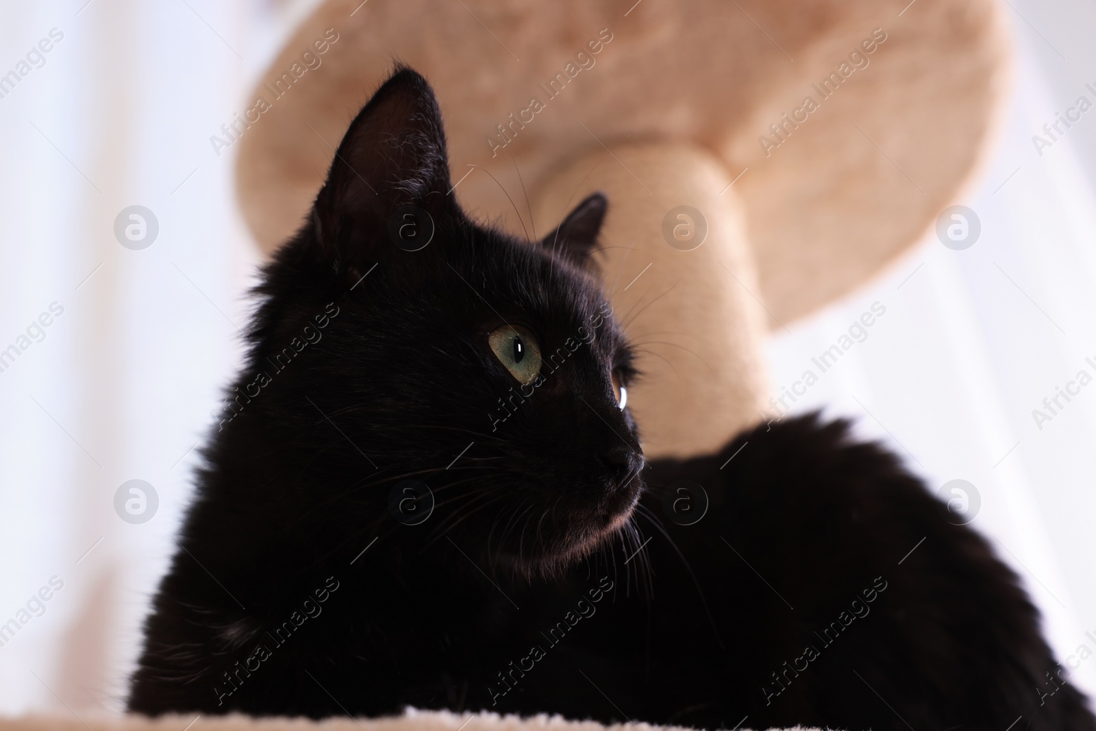 Photo of Adorable black cat with beautiful eyes on perch of activity tree at home