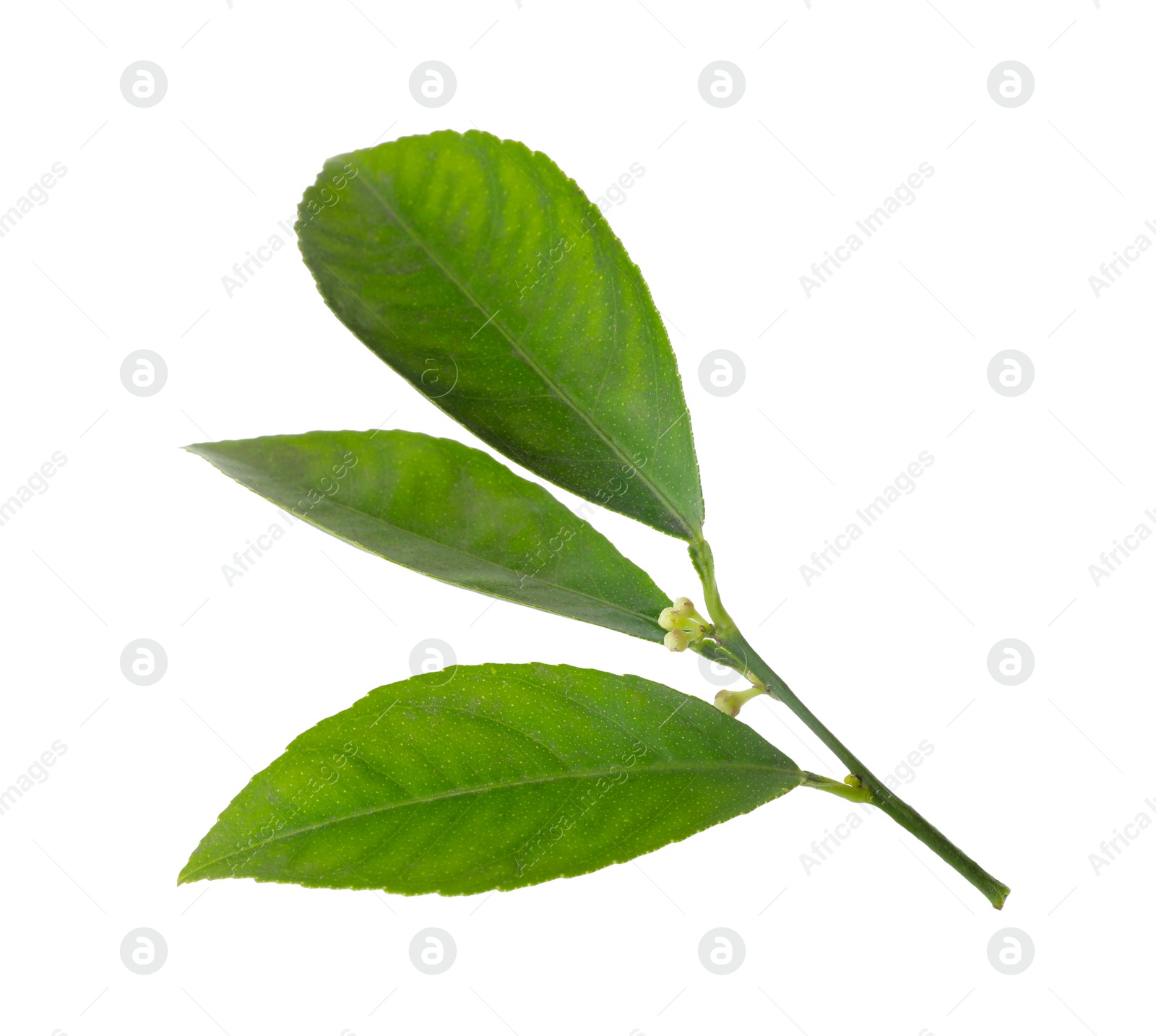 Photo of Fresh twig with green citrus leaves isolated on white