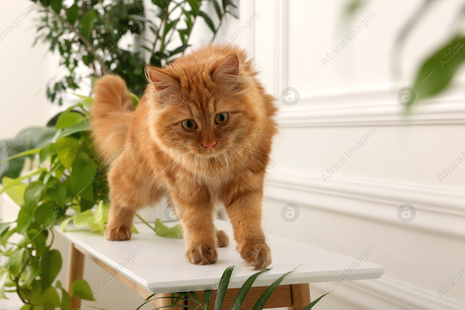 Photo of Adorable red cat near green houseplants on white table at home