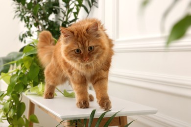 Adorable red cat near green houseplants on white table at home