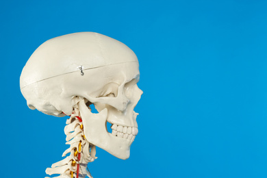 Photo of Artificial human skeleton model on blue background, closeup. Space for text