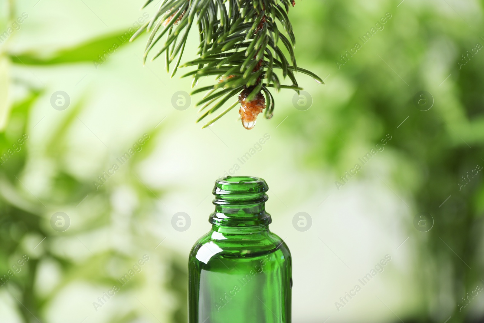 Photo of Essential oil dripping from fir branch into glass bottle on blurred background, closeup