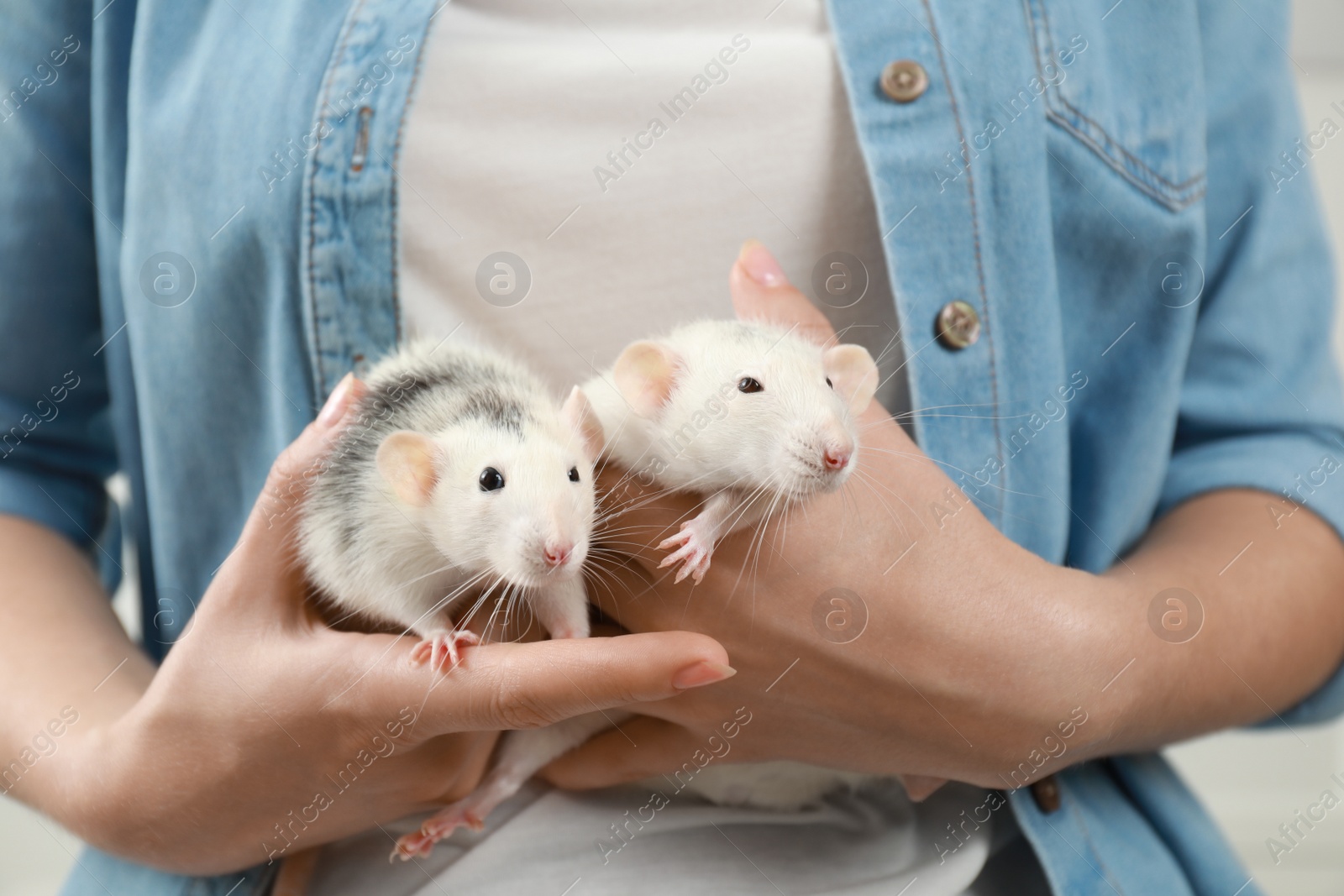 Photo of Young woman holding cute small rats, closeup