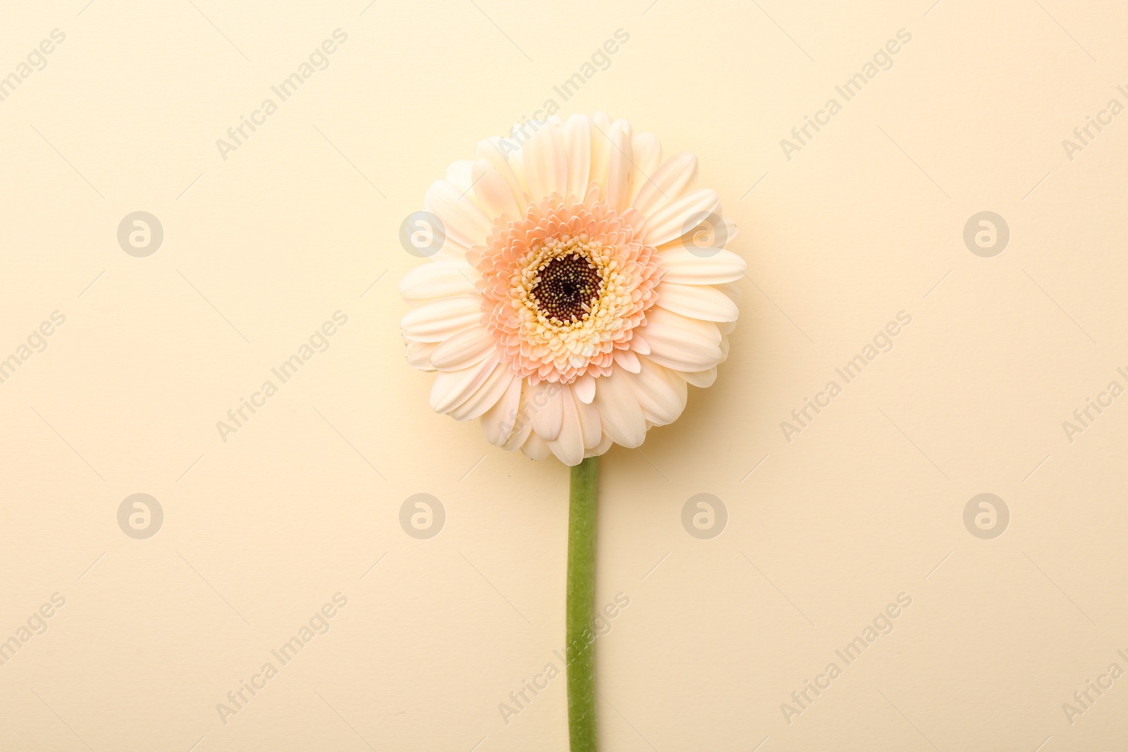 Photo of Beautiful gerbera flower on beige background, top view