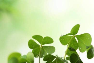 Photo of Clover leaves with water drops on blurred background, space for text. St. Patrick's Day symbol