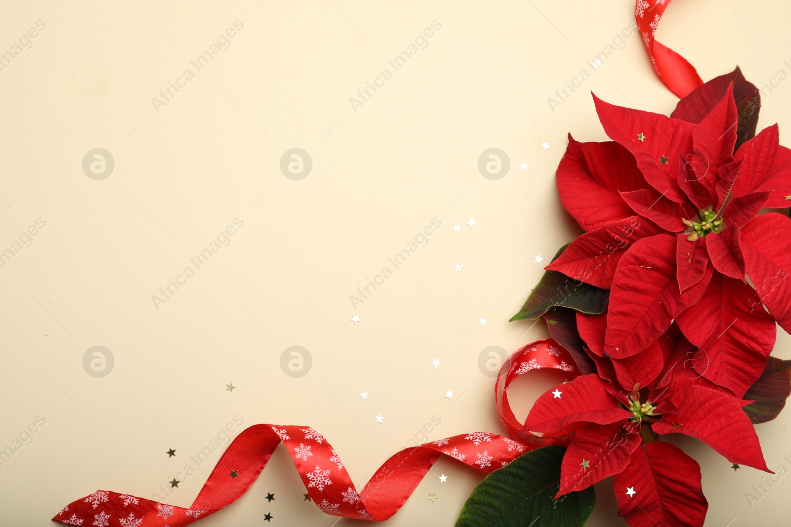 Photo of Flat lay composition with poinsettias (traditional Christmas flowers) and ribbon on beige background. Space for text