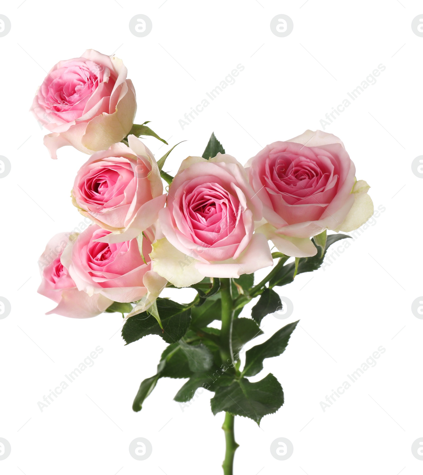 Photo of Beautiful blooming rose flowers on white background