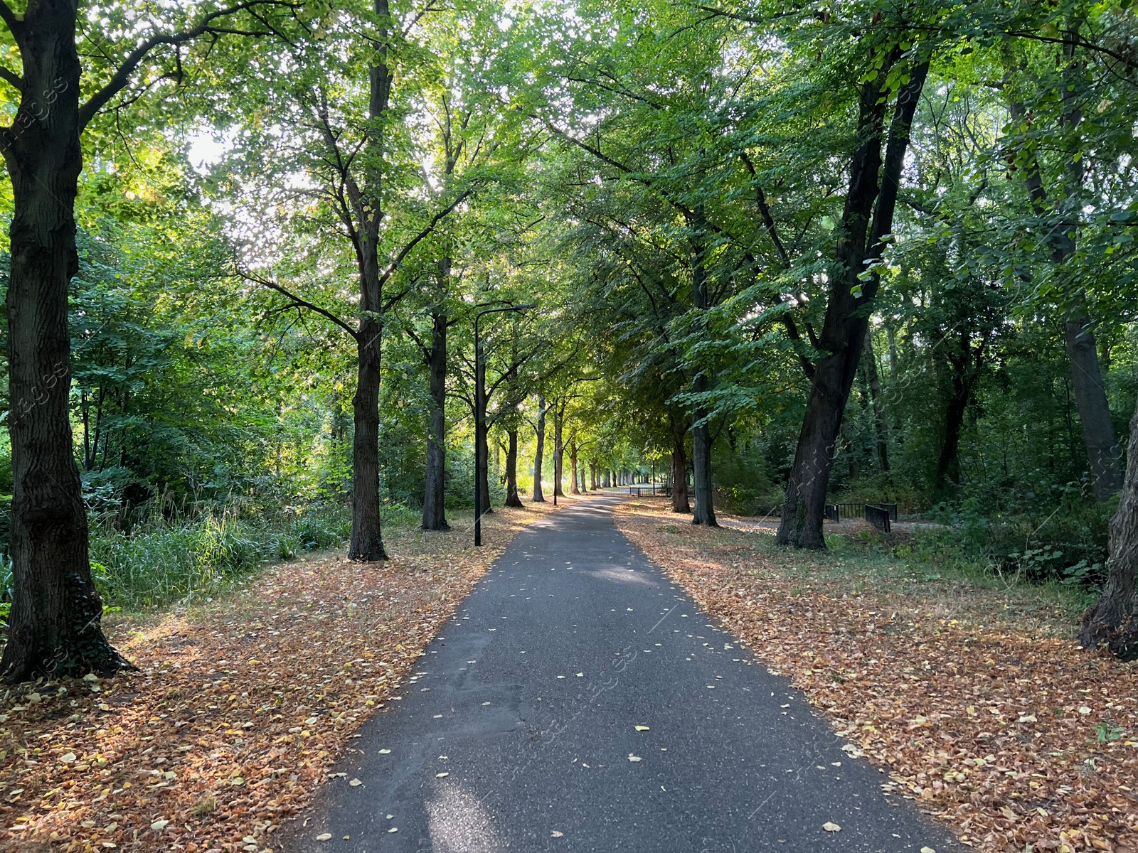 Photo of Beautiful landscape with pathway among tall trees in park