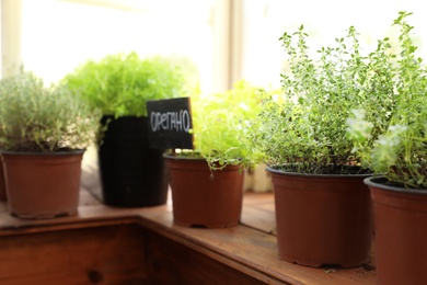 Photo of Fresh potted home plants on wooden window sill