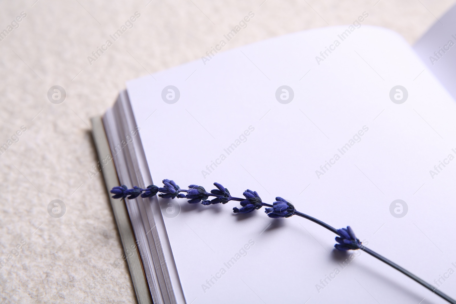 Photo of Preserved lavender flower and notebook on white textured table, closeup. Space for text